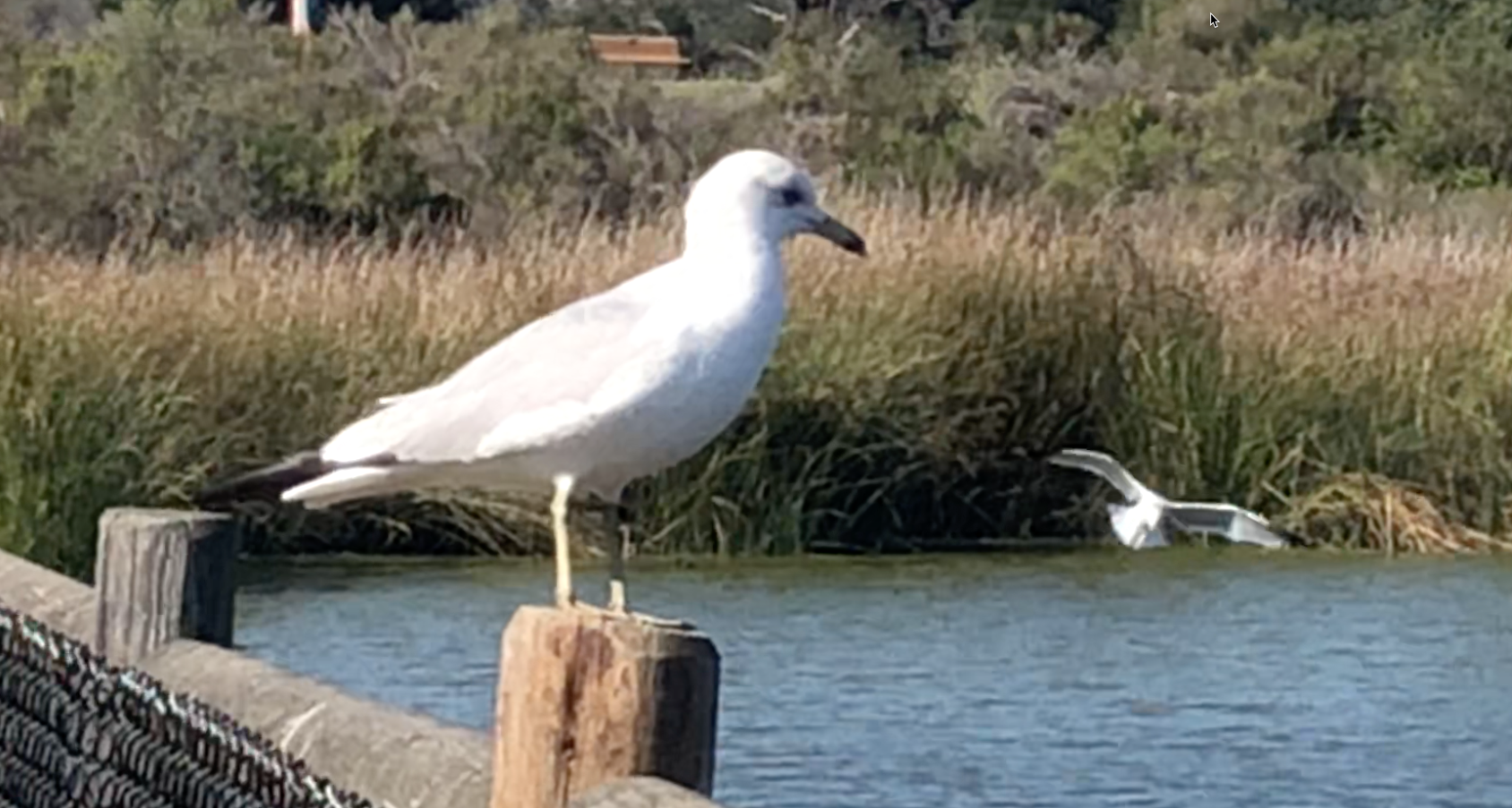 Birds in a Lake